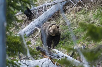 Fotografia naturalistica privata di mezza giornata a Yellowstone