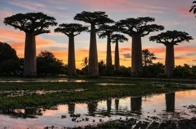 Tour de 6 días por Madagascar: Lémures, baobabs y selva tropical
