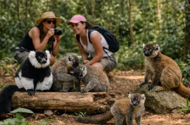 Andasibe 3 dias: Lêmures e floresta saindo de Antananarivo