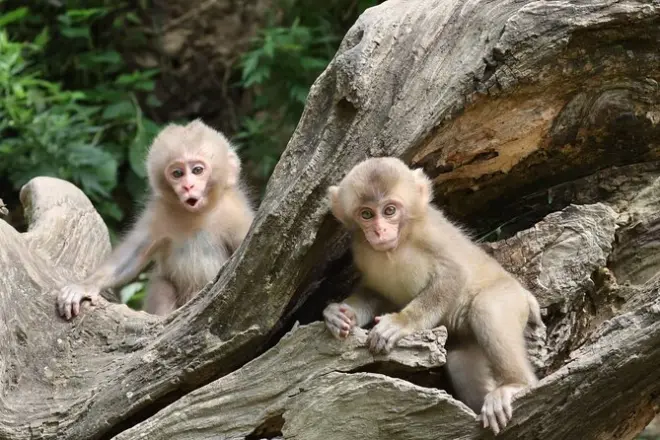 De Nagano a Kanazawa em 4 dias com os macacos da neve
