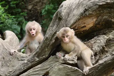 4-Day Central Japan Tour: Nagano to Kanazawa with Snow Monkeys