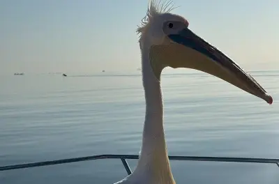 Excursion 7 heures : Catamaran dauphins et Sandwich Harbour