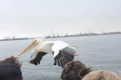 Balade en catamaran dauphins à Walvis Bay : Phoques et vin pétillant