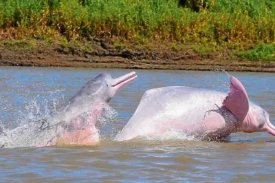 2-Day Iquitos Amazon Tour: Rainforest, River & Overnight Lodge