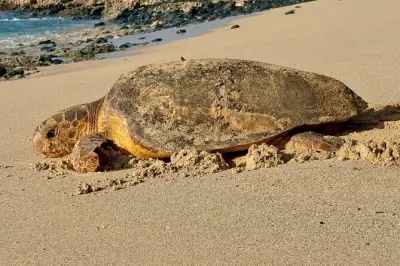 Boa Vista Turtle Nesting Night Tour with Guides
