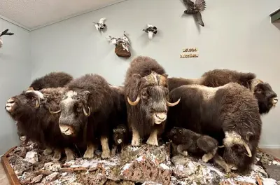 Galería de fauna de Nature's North en Robertson: Tour con tablet