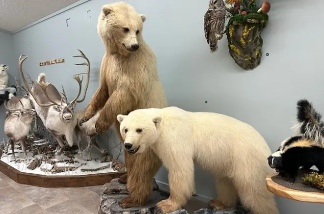 Robertson wildlife : Art de la taxidermie et animaux du Nord