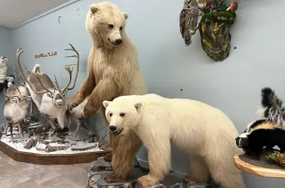Robertson Wildlife: Taxidermie-Kunst & Tiere aus dem Norden