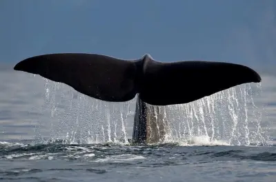 Walbeobachtung in Tromsø: Buckelwale & Orcas erleben