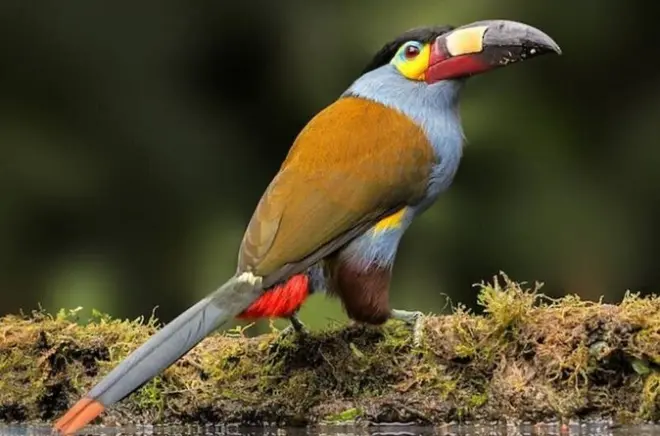Mindo bird tour: 50+ species with Andean Cock guarantee