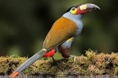Mindo bird tour: 50+ species with Andean Cock guarantee