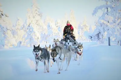 Safari de trenó com huskies em Rovaniemi: Você dirige os cães