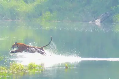 Tigerbeobachtung und Wildtiersafari im Bardia Nationalpark, Nepal