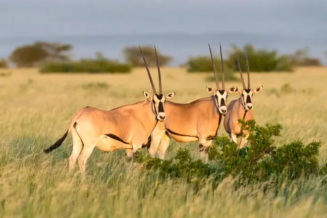 Safari 2 días en Awash: Safaris y baños en aguas termales