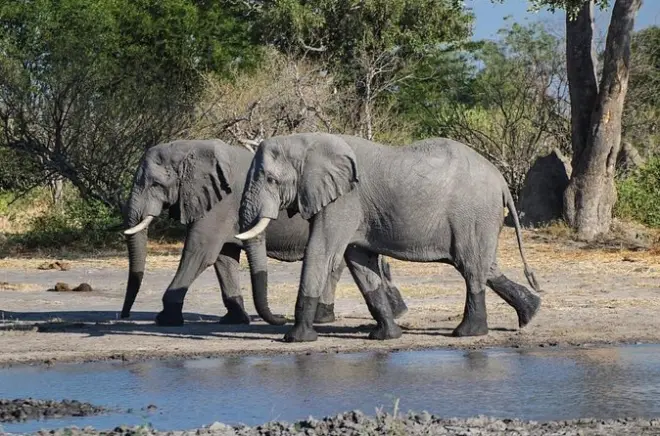 Moremi Game Reserve Tagestour ab Maun: Ganztägige Safari