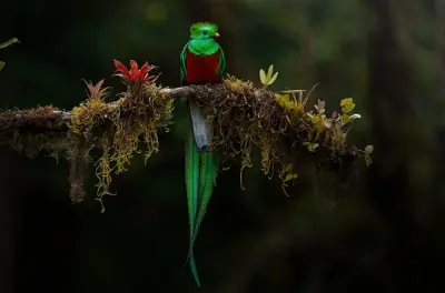 Vogelbeobachtung Monteverde Nebelwald: Spektiv & Bestimmungsbücher