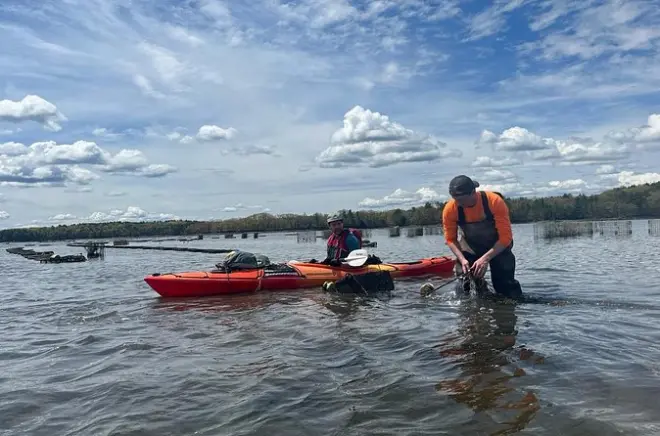 Kayak en Portsmouth con degustación de ostras y fauna local