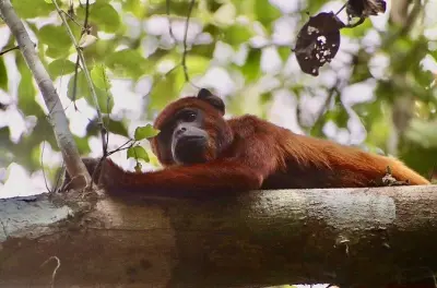 Macaw Clay Lick & Ziplining: 3-Day Tambopata Rainforest Tour