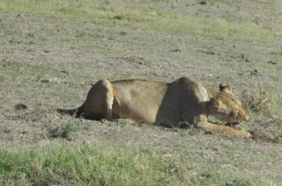 2-Day Taita Hills Safari from Mombasa: Salt Lick Lodge