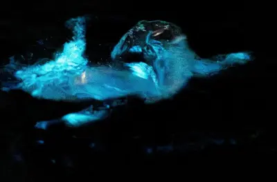 Kayaking in Cocoa Beach: Dolphins, Manatees & Bioluminescence