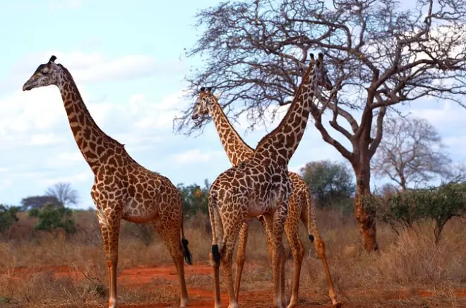 Safari a Tsavo East da Diani: Big Five ed elefanti rossi