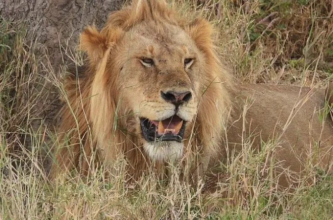 Tagestour Tarangire Nationalpark ab Arusha: Safari in kleiner Gruppe