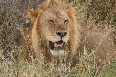Safari em grupo pequeno no Parque Nacional Tarangire, saindo de Arusha