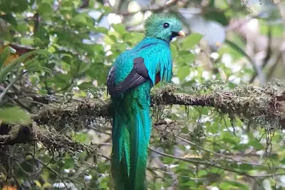 Monteverde Nebelwald geführte Tour: Kolibris und Tierwelt