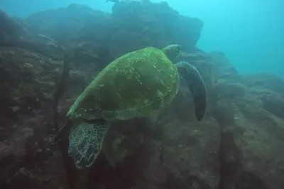 Plongée aux îles Galapagos : Seymour Norte avec guide