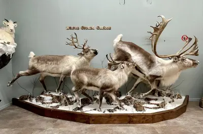 Robertson Wildlife Gallery: Über 60 Tiere aus dem Norden