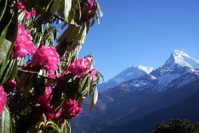 Kurztrekking zum poon hill ab pokhara mit sonnenaufgang, lokalen dörfern und rhododendronwäldern. ideal für einsteiger. inklusive guide & berghütten.