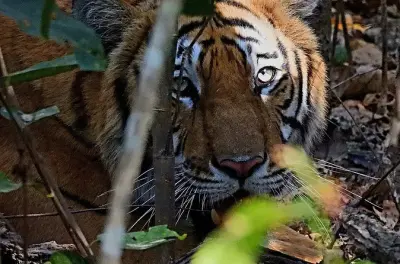5-tägige Tigerbeobachtung und Safari im Bardia Nationalpark