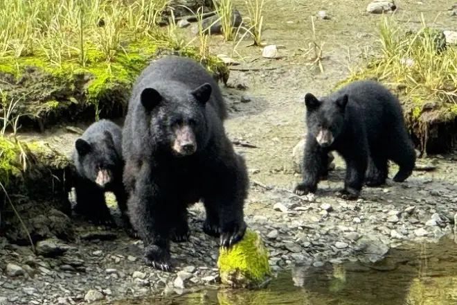 Ketchikan Rainforest Tour: Bears, Eagles & Salmon