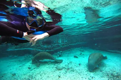 Snorkeling with Manatees in Crystal River: Guided Swim