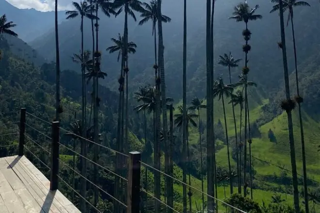 Cocora Valley trekking from Salento: Wax palms and mountain trek