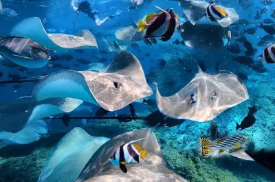 Snorkeling a Malé: Razze e 3 barriere coralline
