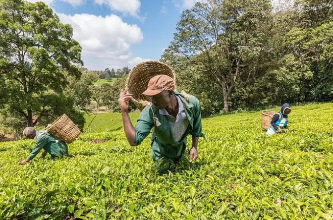 Kiambethu Farm de Chá: Campos de Chá e Almoço na Fazenda