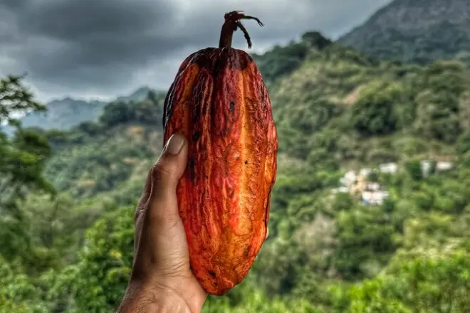 Minca day trip from Santa Marta: Waterfalls, coffee and cocoa