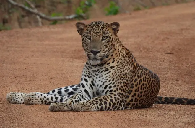 Safari no Parque Nacional Yala: Leopardos, elefantes e vida selvagem