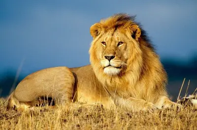 Full Day Chobe Safari from Livingstone: Elephants & Game Drives