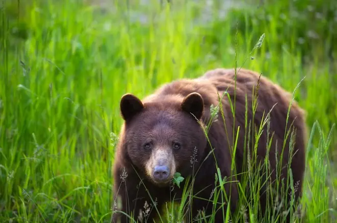 Observation des ours noirs à Whistler : Safari matinal en Land Rover