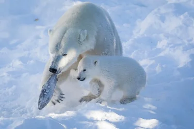 Observez les ours polaires et animaux arctiques au zoo de ranua lors d’une visite guidée privée depuis rovaniemi. comprend transfert hôtel, déjeuner et dégustation de vins de baies locaux.