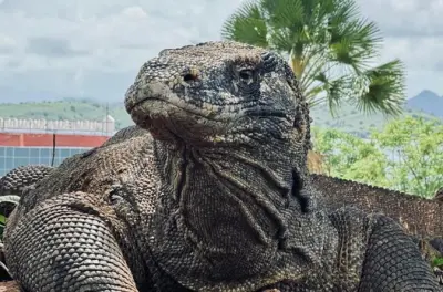 Komodo Insel Landausflug für Kreuzfahrtgäste