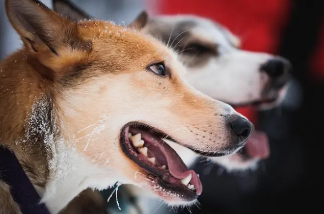 Levi: Tour con slitte trainate da husky e renne e animali artici