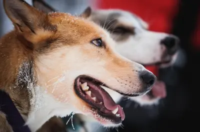 Levi Husky & Reindeer Sledge Rides: Arctic Animals Tour
