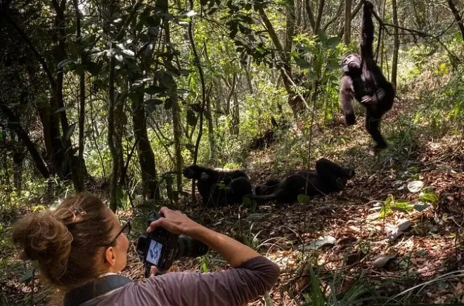 Safari de 3 dias em Uganda com dois encontros de gorilas desde Kigali