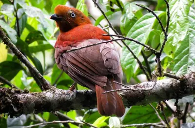Tour birdwatching cascata Santa Rita: Specie endemiche di Salento