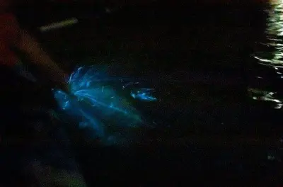 Kayak à Paquera : Bioluminescence nocturne