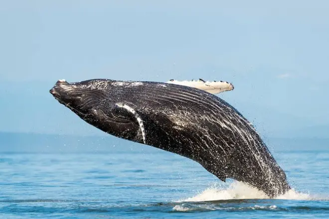 Delfin- und Walbeobachtung in Huatulco: Kleine Bootstour