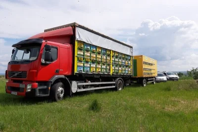 Scopri l’apicoltura rumena con un’escursione privata da bucarest. impara tutto sulle api, assaggia miele fresco e gusta un pranzo tradizionale nell’apiario.